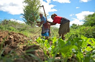 Kitovu Wants to Solve Africa’s $100bn Agricultural Problem!