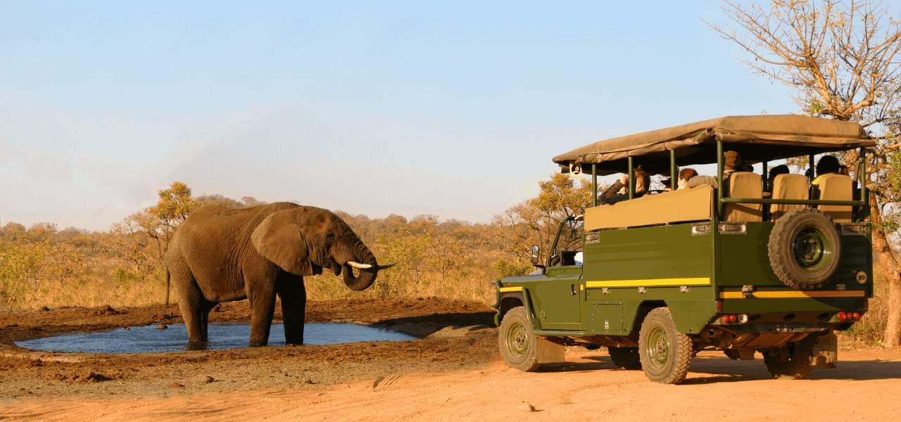 Safari