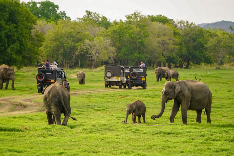 Safari Park