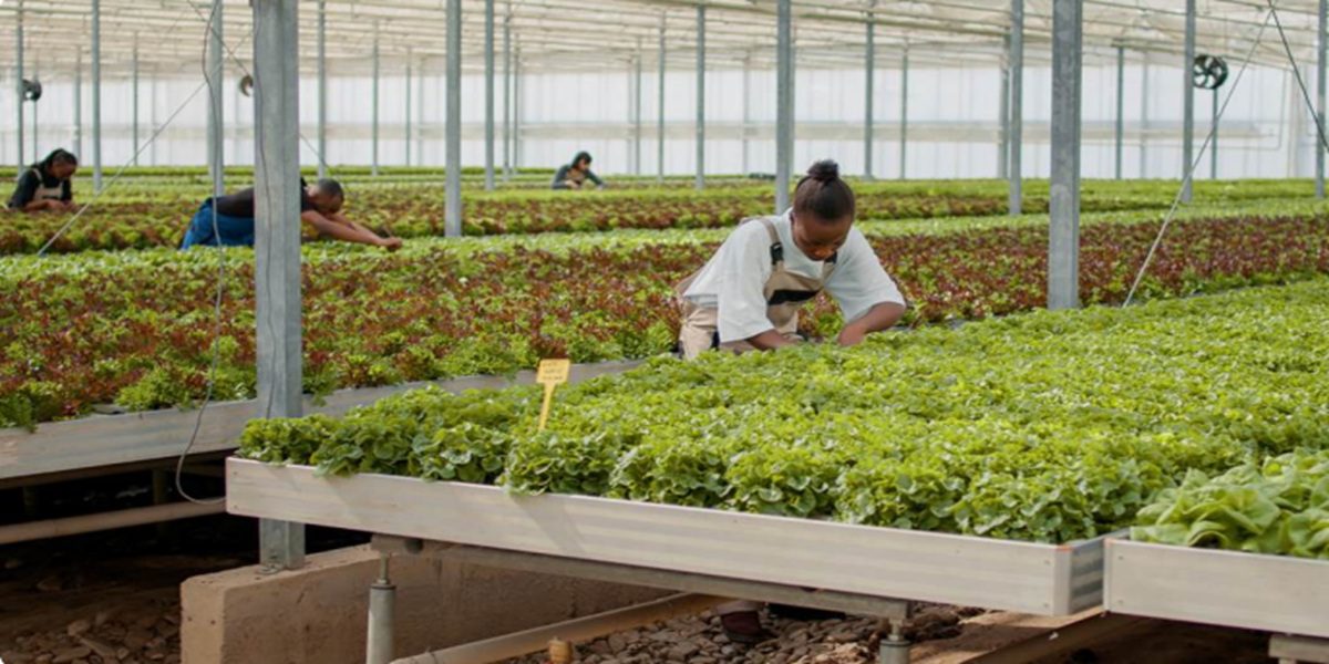 African ClimateTech funding hits $1.5bn, overtakes fintech for the first time ever