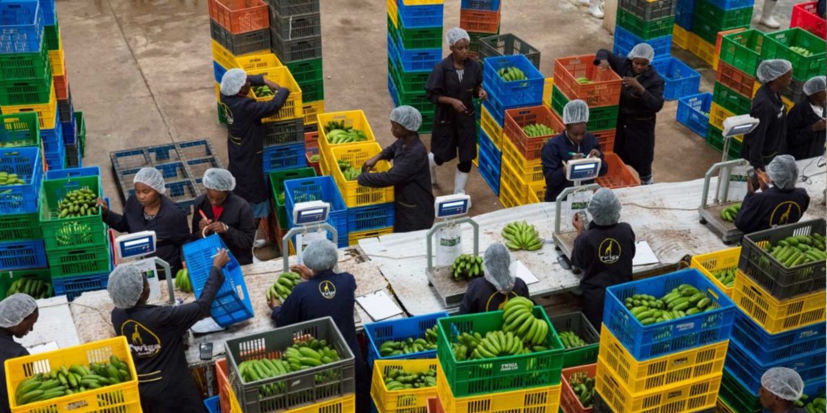 Kenya’s Twiga Foods enters administration after $160m funding and mounting debt 